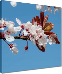 Vászonkép 30x30 Tavaszi felvétel a kertből