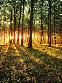 Fotótapéta Napsütötte erdő vinil Fa sugarak perspektíva 184x254 +ragasztó