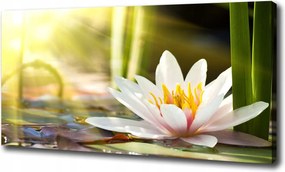 Canvas falikép Vízi liliom 120x60 cm