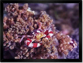 Poszterek keretben 40x30 Kék tengeri világ