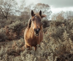 Poszter 60x50cm Ló a vadonban, Assaf Frank