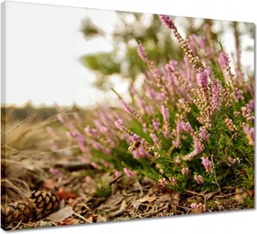 Vászonkép 50x40 Erdei láp