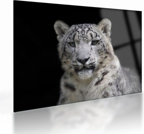 Üveg kép - Snow Leopard (70x50 cm)