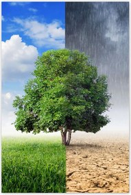 Poszterek 80x120 Esős évszak