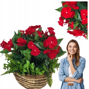 Mű Surfinia Pelargónia, mint az Élő, Függő Cserép, Erkély, Terasz Dísze