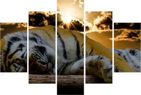 Alvó tigris képe (150x105 cm)