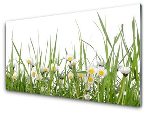 Fali üvegkép Grass Nature Daisies 100x50 cm 2 fogas