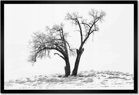 Poszterek keretben 60x40 Magányos fa