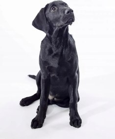 Poszter 42x59,4cm Fekete labrador, fehér alapon, Assaf Frank