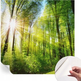 Öntapadós fali fotótapéta Hálószobába Erdei fény 250x250 cm