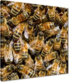 Vászonkép 40x40 Méhecskék munka közben