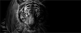 Egy vadtigris képe (120x50 cm)
