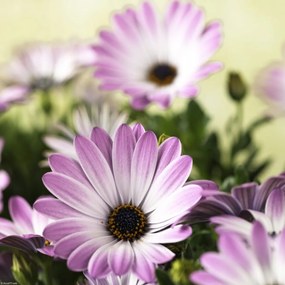 Poszter 30x30cm Virágok Osteospermum, Assaf Frank