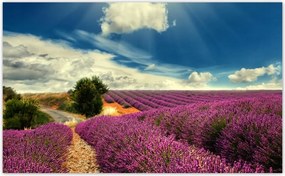 Fotótapéta flizelina 416x254 Levendula mező