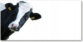 Fotó-kép fotó edzett üveg Tehén 140x70