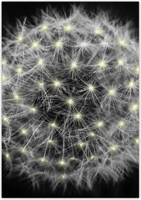 Poszterek 70x100 Pitypang Virág Virágok