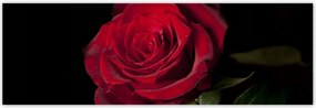 Poszterek 200x66 Aranyos rózsa