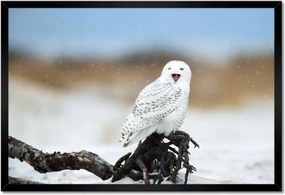 Poszterek keretben 60x40 Madarak