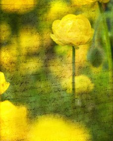 Poszter 40x50cm Gyönyörű sárga anemon virágok a kertben, Assaf Frank