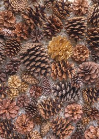 Poszter 42x59,4cm Fenyőtoboz, Assaf Frank