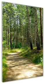Üvegfotó Nyírfa erdő osv-4509873