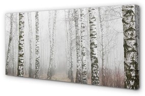 Canvas képek köd nyír 120x60 cm