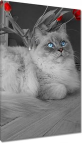 Vászonkép 80x120 Ragdoll macska