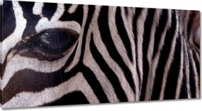 Festmények 115x55 Makro fotó zebra