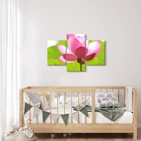 Lótuszvirág kép (90x60 cm)