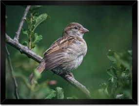 Poszterek keretben 40x30 Sima lehet szép