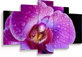 Részletes kép az orchidea virágról (150x105 cm)