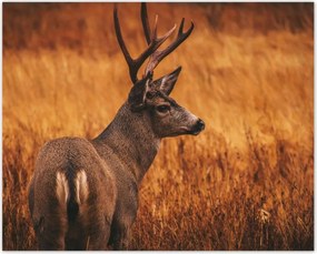 Poszterek 50x40 Szarvas a természetben Vadászat