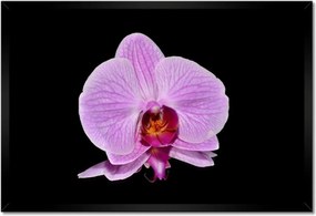 Poszter keretben 60x40 Lila orchidea