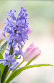 Poszter 56,6x86,4cm Jácint és tulipánok közelkép, Assaf Frank