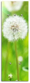 Gario Fali fogas Absztrakt pitypang Méret: 40 x 118 cm