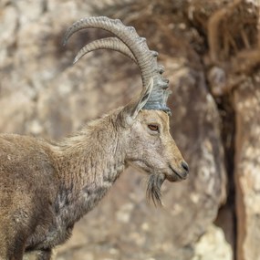 Poszter 80x80cm Nubiana Ibex 6, Assaf Frank