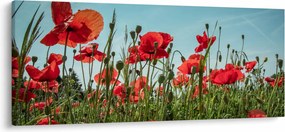 Kép - Pipacsos mező (120x50 cm)
