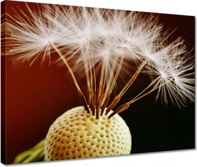 Vászonkép 40x30 Pitypang Virág Virágok