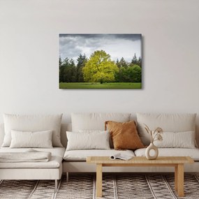 Egy zöld fa képe a mező közepén (90x60 cm)
