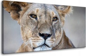 Vászonkép Állatok Oroszlán 80x40 cm