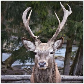 Poszterek 30x30 Szarvas agancs