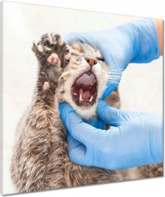 Vászonkép 60x60 Állatgyógyászat