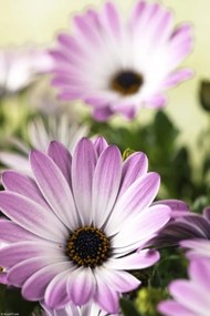 Poszter 20x30cm Virágok Osteospermum, Assaf Frank