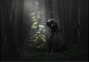 Flizelin fotótapéta Kutya az erdőben természet nyugalom hálószoba 416x290 +ragasztó