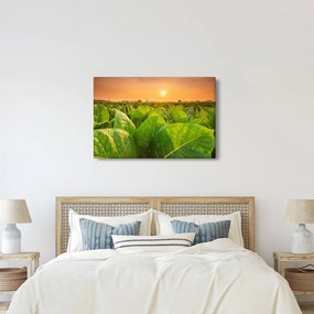 Kép - Mező (90x60 cm)