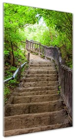 Akril üveg kép Lépcsők az erdőben oav-62056285
