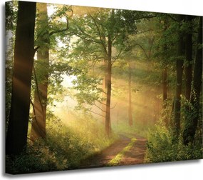 Vászonkép Napfény Erdő Ösvény Természet 40x30 cm