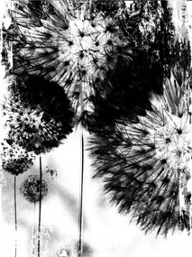 Flizelin fotótapéta Pitypang Makro Természet részletei Absztrakt 206x275 +ragasztó