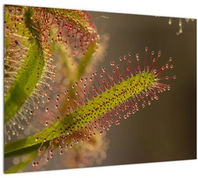 A növény képe (70x50 cm)