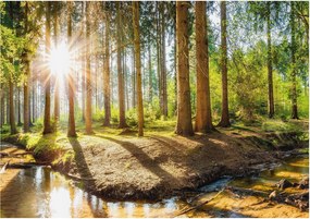 Flizelin tapéta Divatos 3D fali ragasztó Erdei idill 312x219 ragasztó